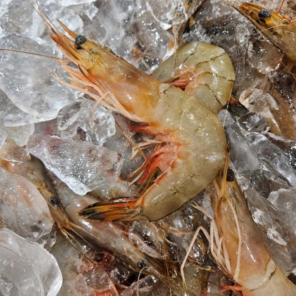 국산 자연산 대하