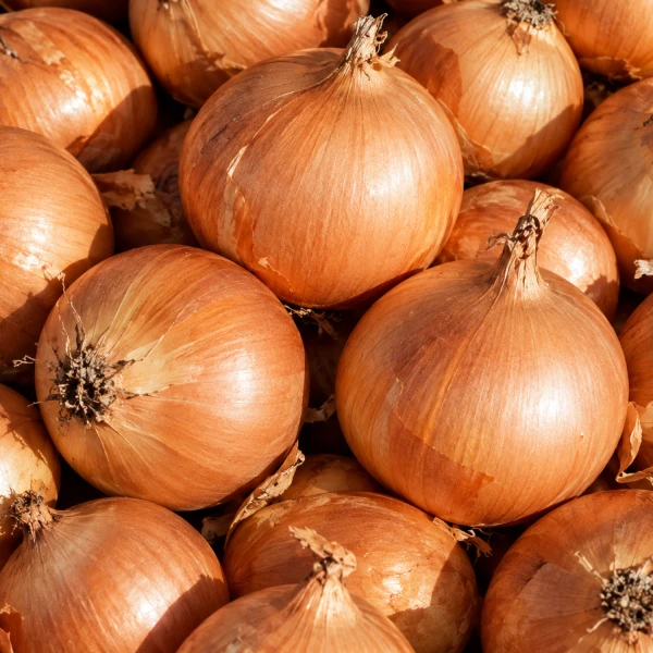 양파